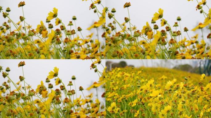 随风飘动小黄花