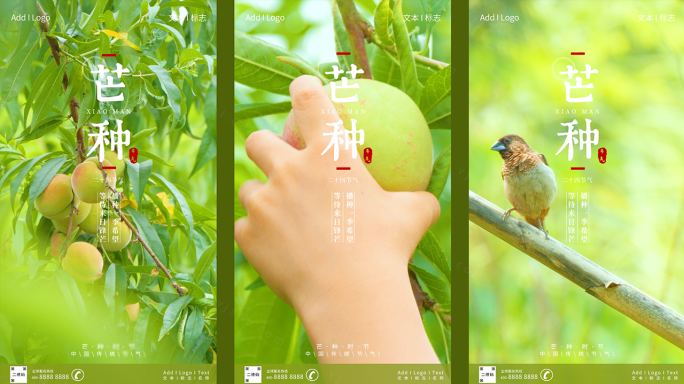 【原创拍摄可商用】小麦 节气 AE模板