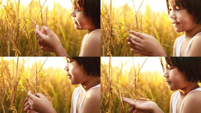 亚洲小女孩用手抚摸稻谷。