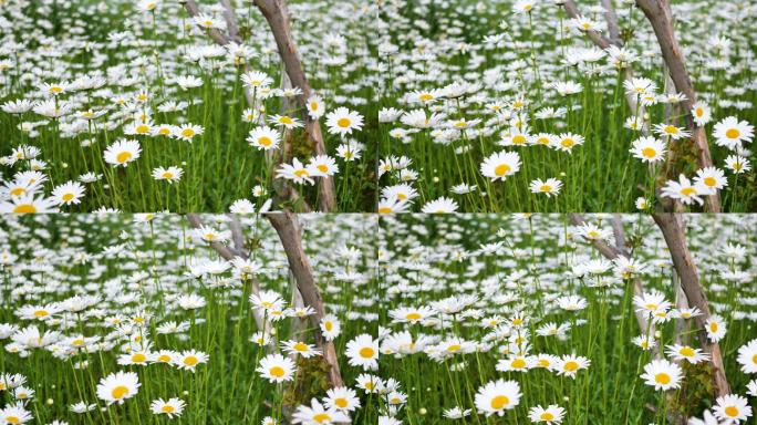 白色的大滨菊