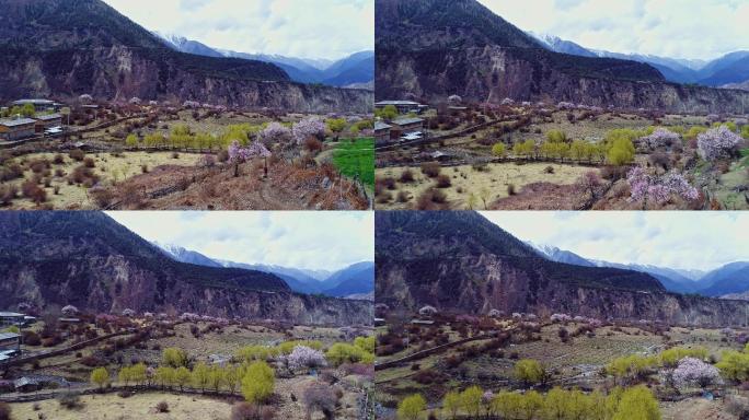 西藏林芝雅鲁藏布大峡谷沿岸桃花盛开