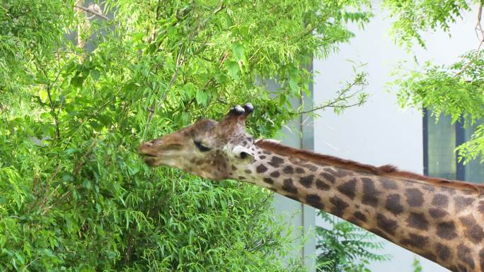 长颈鹿在动物园吃树叶特写