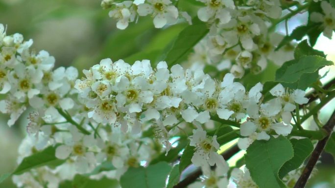 开花的鸟樱桃花序特写镜头（Prunus padus）