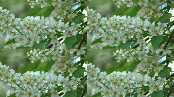 开花的鸟樱桃花序特写镜头（Prunus padus）
