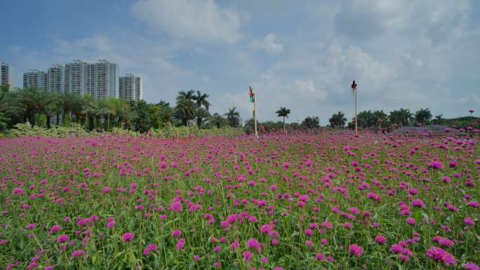 南宁花卉公园马鞭草花海