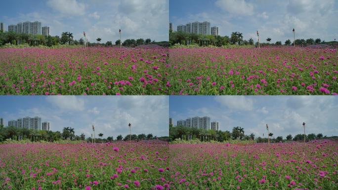 南宁花卉公园马鞭草花海