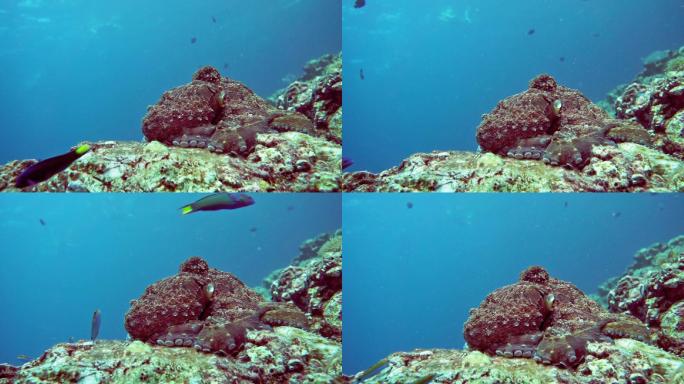 伪装在珊瑚礁上的水下暗礁章鱼