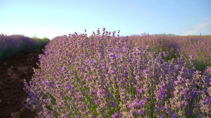 美丽的紫色薰衣草田