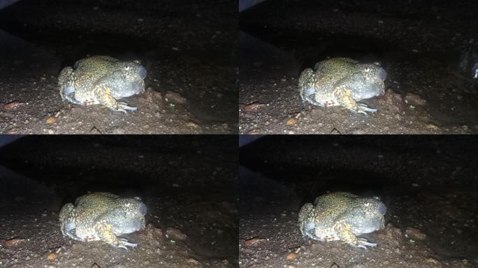 牛蛙癞蛤蟆