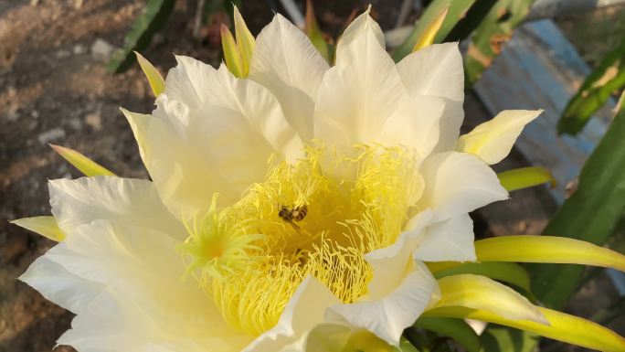 蜜蜂在龙果芽上采集花蜜