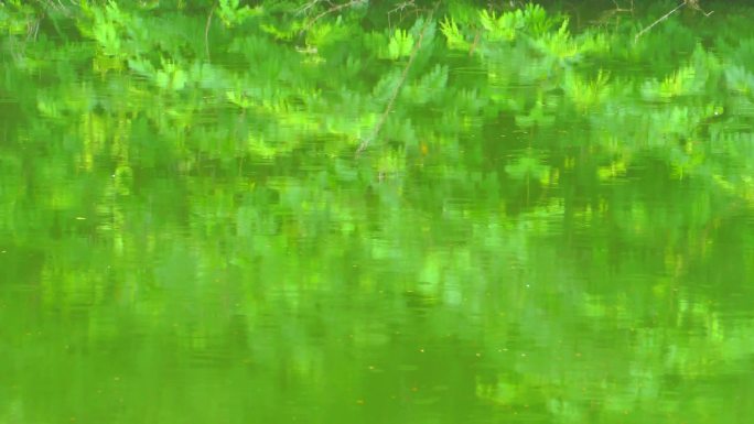 水滴湖面下小雨绿水倒影植物