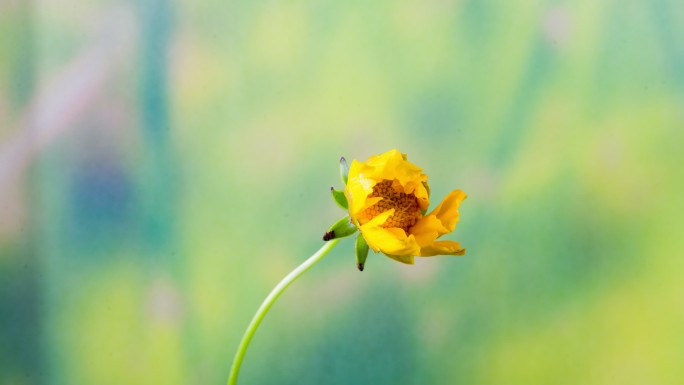 金鸡菊开花延时