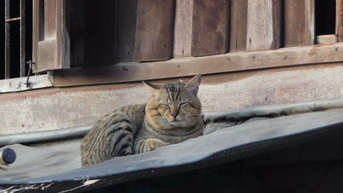 早上，猫在屋顶上休息。