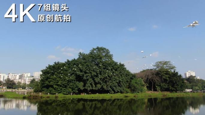 广州湿地公园的候鸟