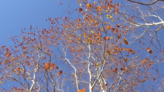 秋天的悬铃木树叶随风飘落