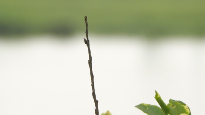 四斑猎鹬-兴安自然保护区