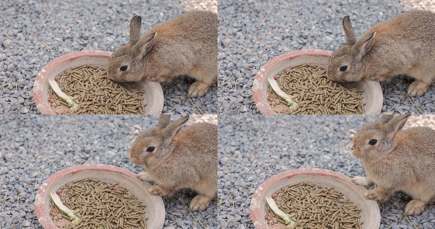 喂养兔子兔子