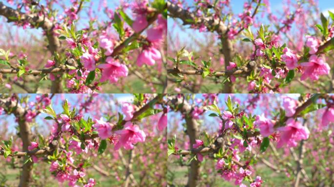 春天桃花盛开的视频