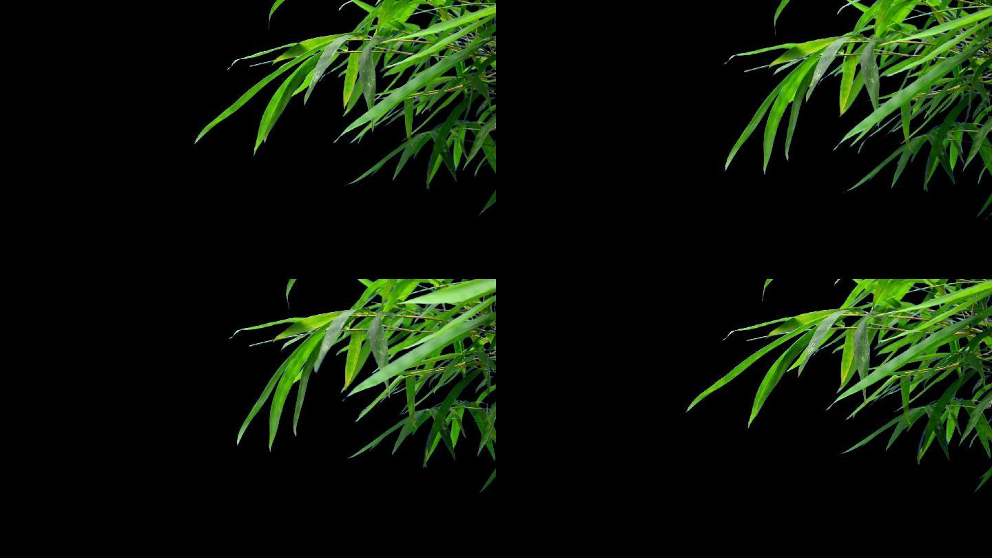 实拍绿色竹子叶随风飘动带透明通道视频素材