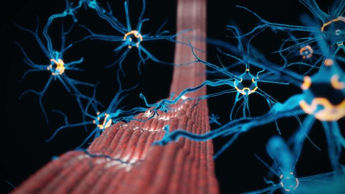 神经肌肉接头神经细胞