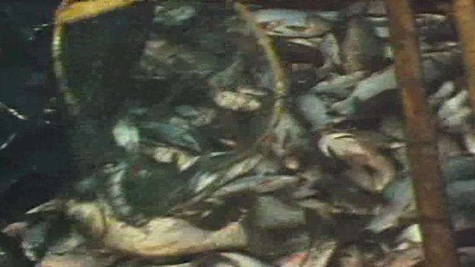 80年代鄱阳湖打渔影像视频