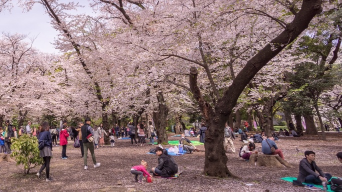 东京上野公园，人们在欣赏樱花