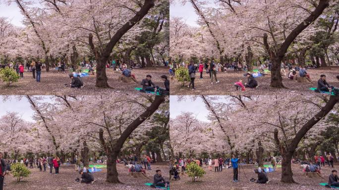 东京上野公园，人们在欣赏樱花