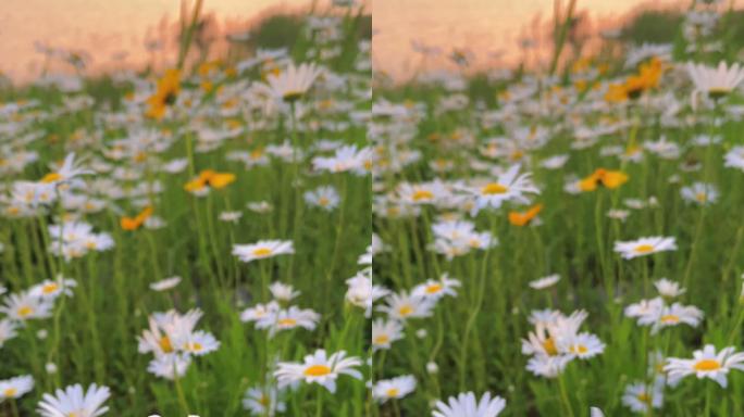 夕阳下美丽的洋甘菊，白色的小菊花