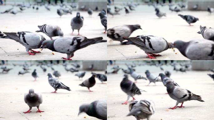 多莉：鸽子人与自然和谐相处小视频短视频素