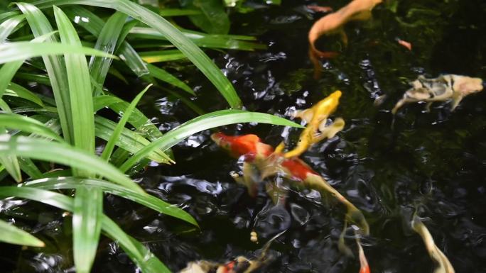 在池塘中用水生植物为彩色锦鲤鱼喂食以净化水质