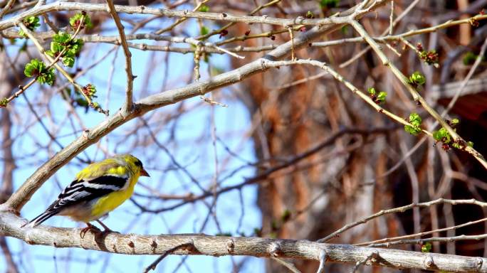 树枝上的美洲金翅雀鸟。