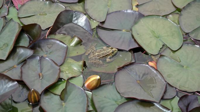 池塘里的一只青蛙青蛙