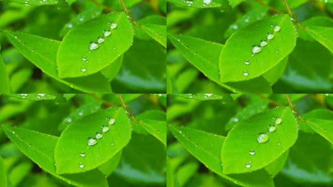 户外下雨声绿叶上的水珠2/2