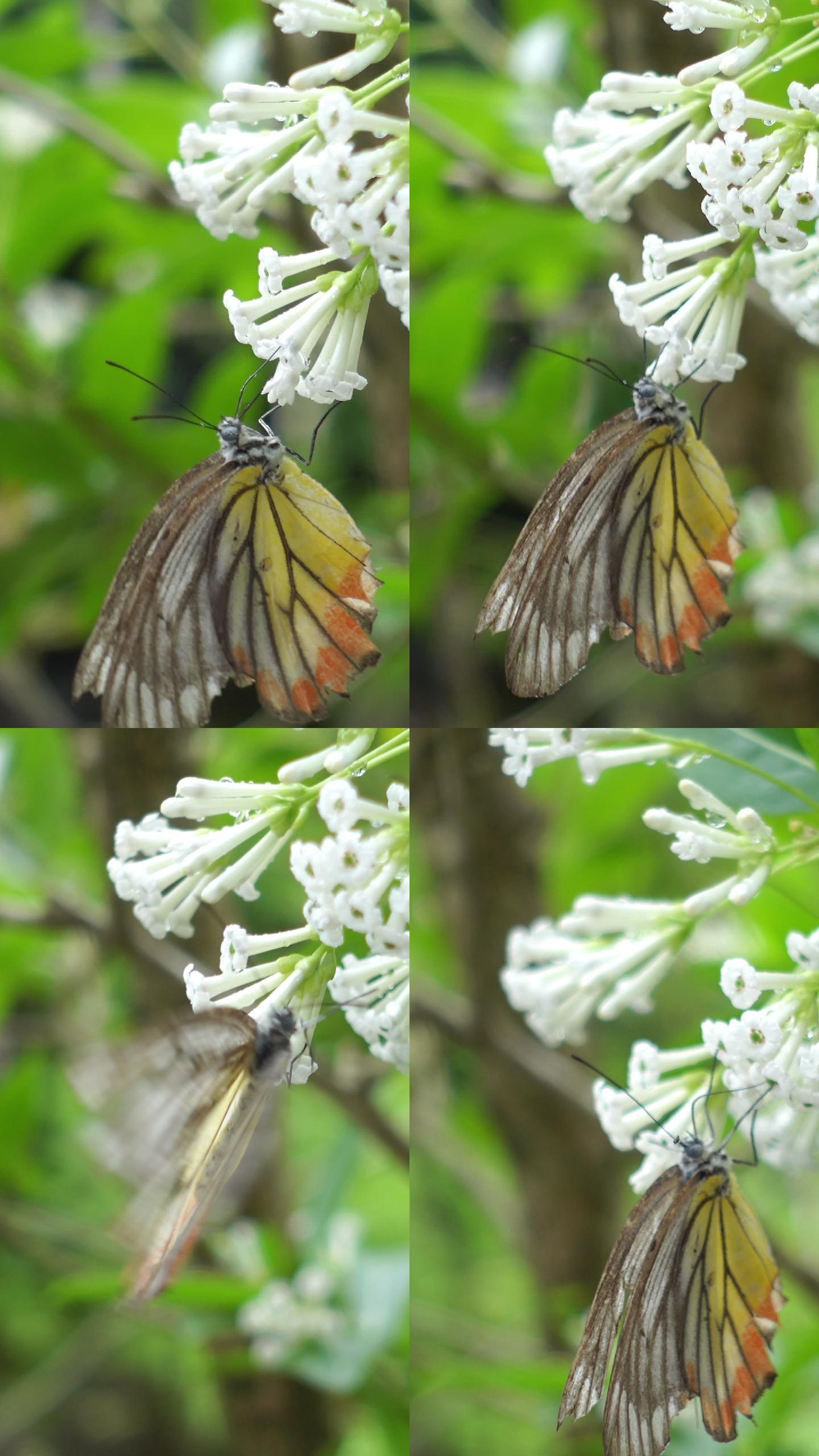 蝴蝶在白花上吸蜜蝴蝶