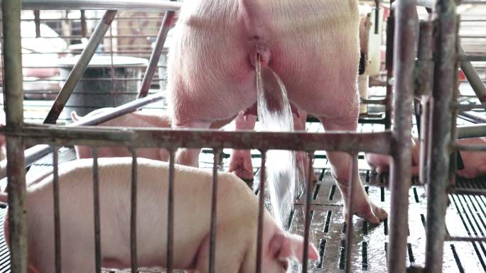 4k镜头现场特写猪妈妈在工厂化猪场小便，家畜和家畜概念