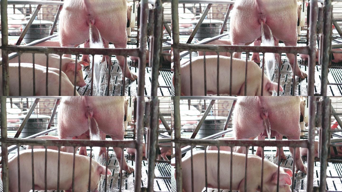 4k镜头现场特写猪妈妈在工厂化猪场小便，家畜和家畜概念