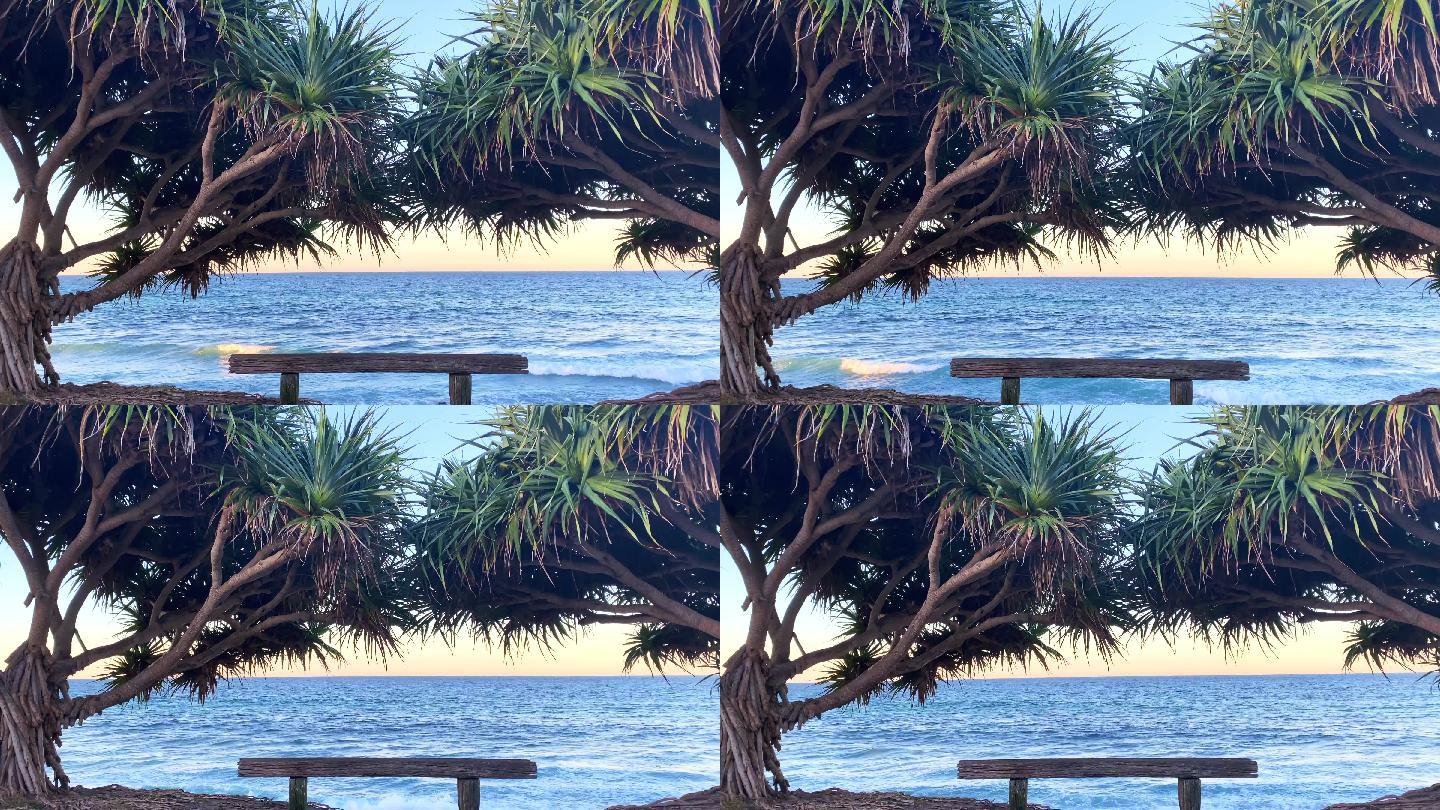 热带树木间的海洋公园长凳