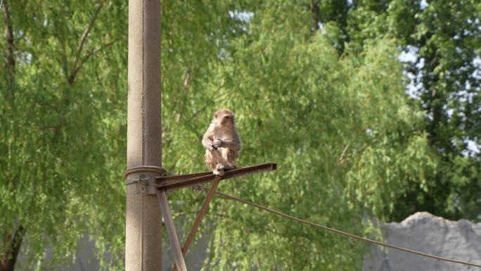 独眼猕猴在电线杆吃水果
