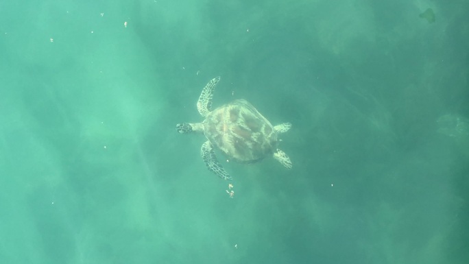 一只濒临灭绝的海龟在礁石上觅食时浮出水面呼吸