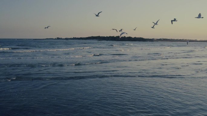 海鸟群鸟瞰图国家自然保护区候鸟栖息地视频