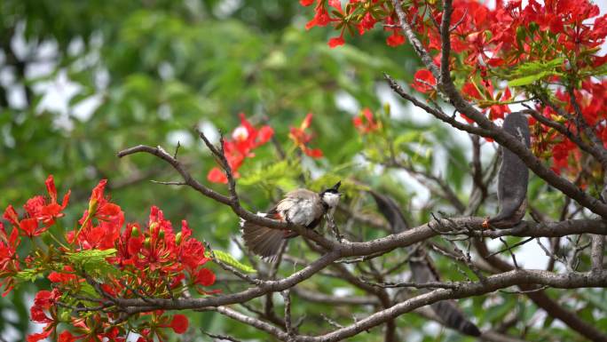 【4K超清】凤凰花树上的一只红耳鹎鸟