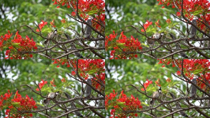 【4K超清】凤凰花树上的一只红耳鹎鸟