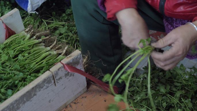 农民和老年妇女选择芫荽，并整理冬天储存的绿叶和蔬菜。