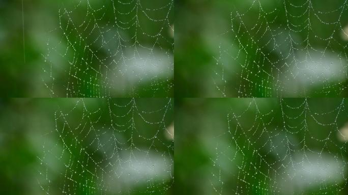 绿色背景蜘蛛网蜘蛛网