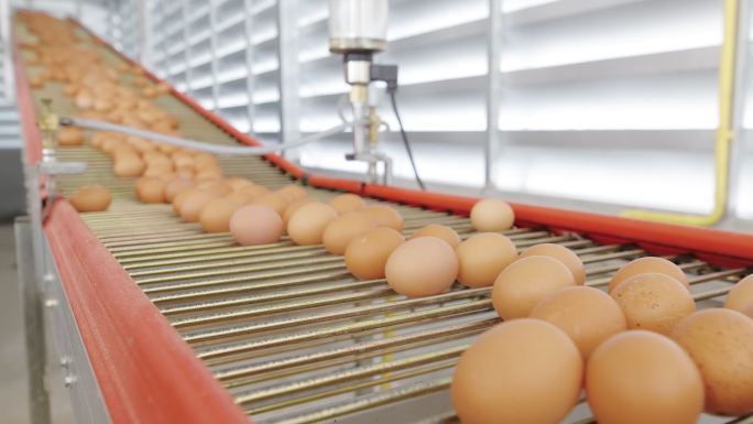 鸡蛋在传送带上经过几个鸡蛋被送到大小分拣机