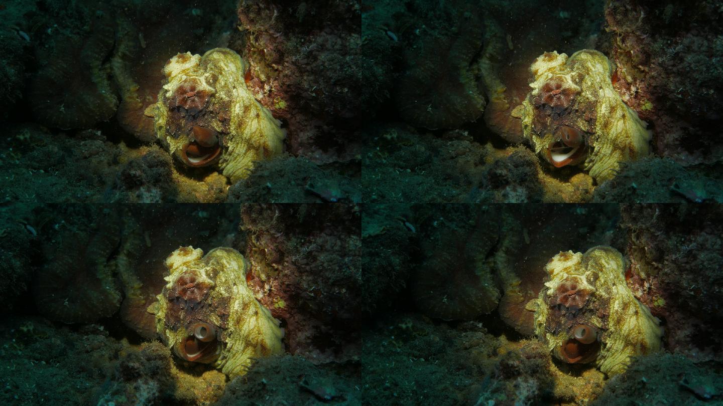 暗礁章鱼特写镜头深水世界咸水鱼类生物