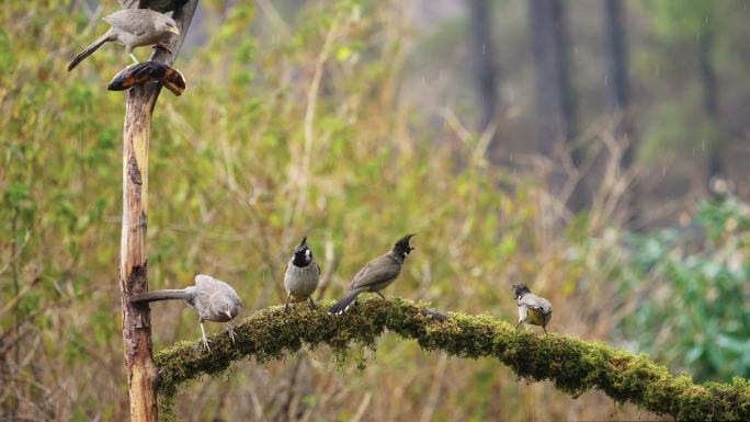 喜马拉雅红腹长尾雉鸟以慢动作飞行和觅食