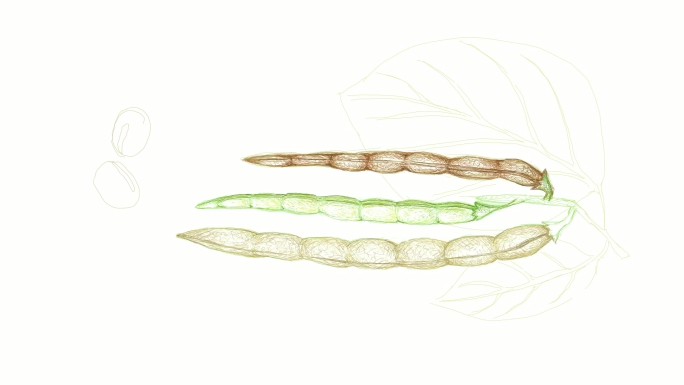小豆植物手绘视频剪辑
