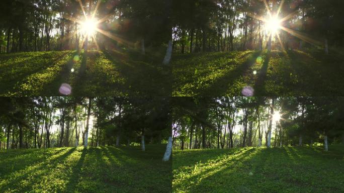 树林公园树木影子光影变化绿叶树林早晨阳光