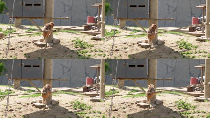 猕猴小猴在绳子上玩耍蹦跳